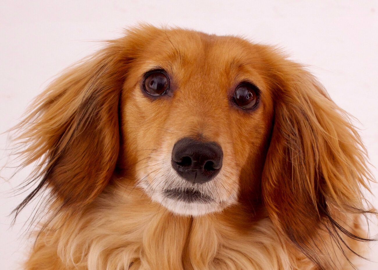 ダックスフンド,愛玩動物飼養管理士