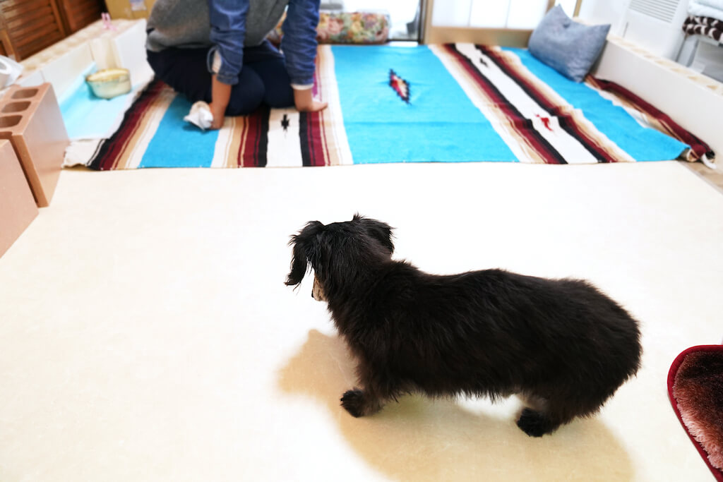 くろ様　犬写真 子犬の詳細情報 (大阪府/2025年11月8日生まれ/男の子/ブラッククリーム