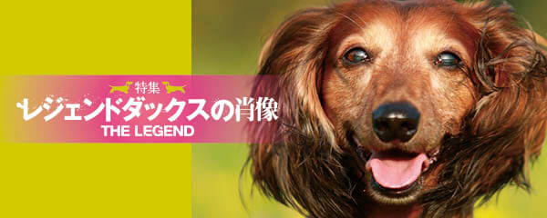 【特集】レジェンドダックスの肖像ー12歳を超えて