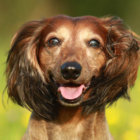 【特集】レジェンドダックスの肖像ー12歳を超えて