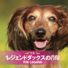 【特集】レジェンドダックスの肖像ー12歳を超えて