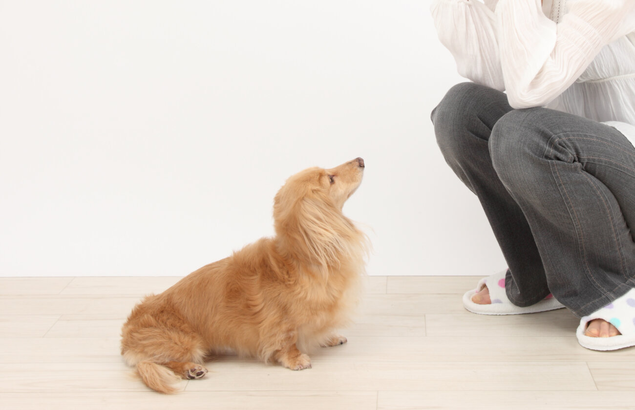 ダックスフンド,愛玩動物飼養管理士