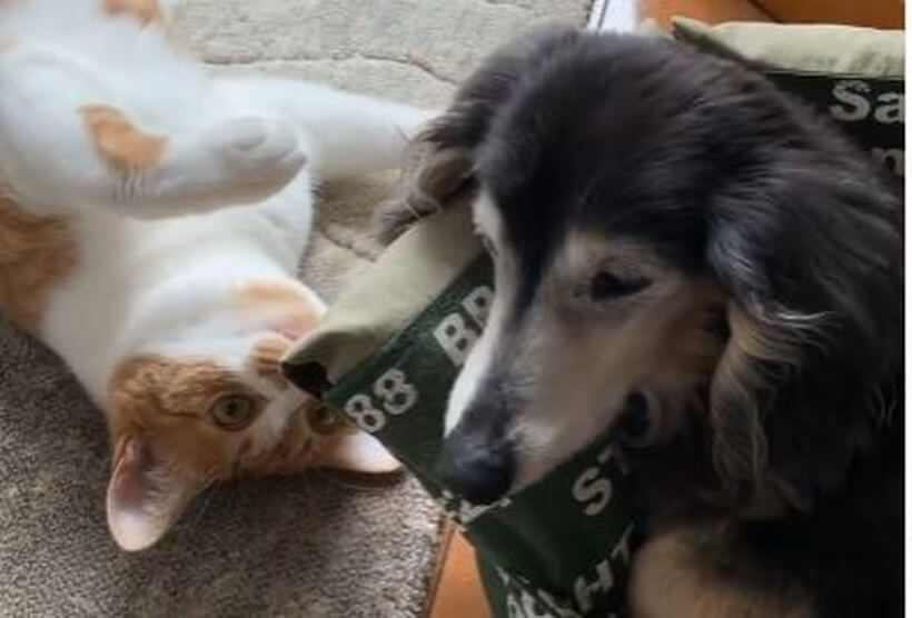 ダックスフンド,動画