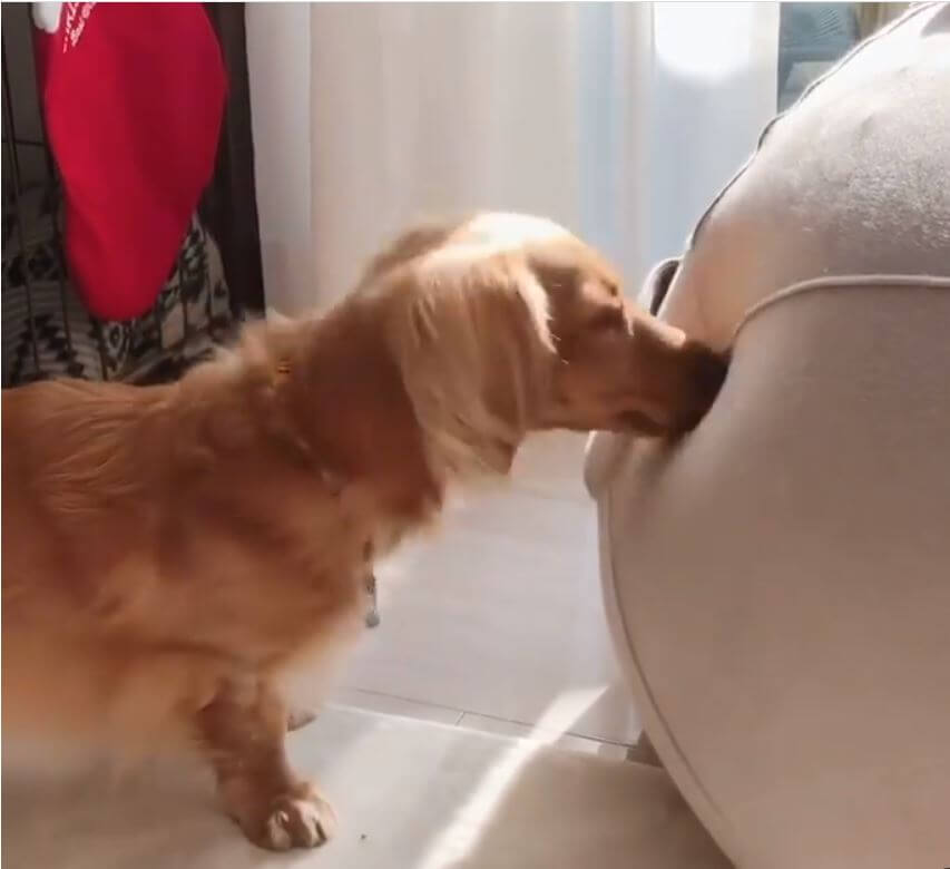 ダックスフンド,動画