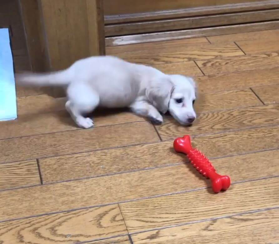 ダックスフンド,動画