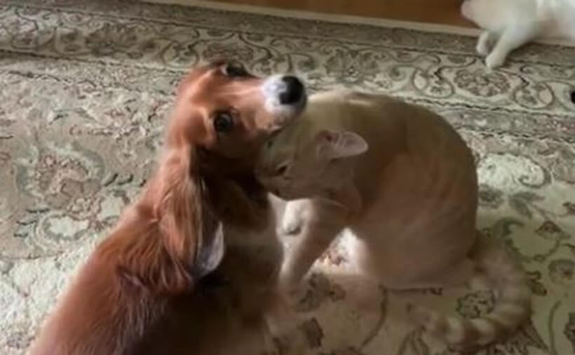 ダックスフンド,動画