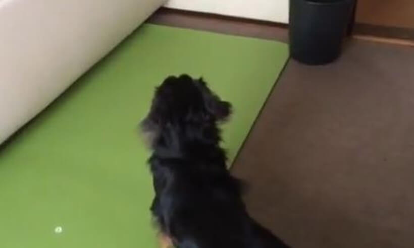 ダックスフンド,動画