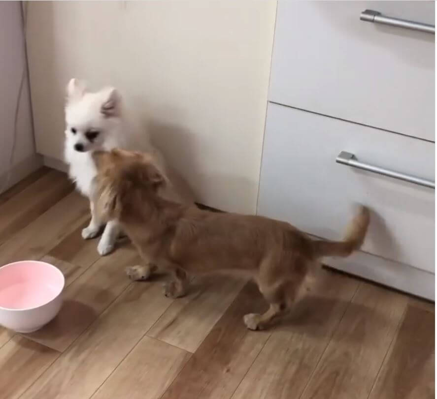 ダックスフンド,動画