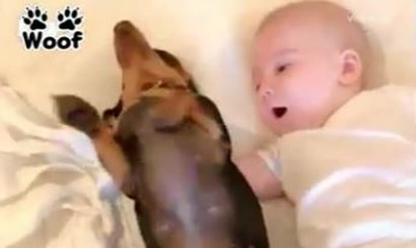 ダックスフンド,動画