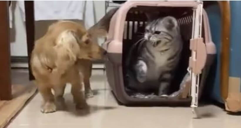 ダックスフンド,動画