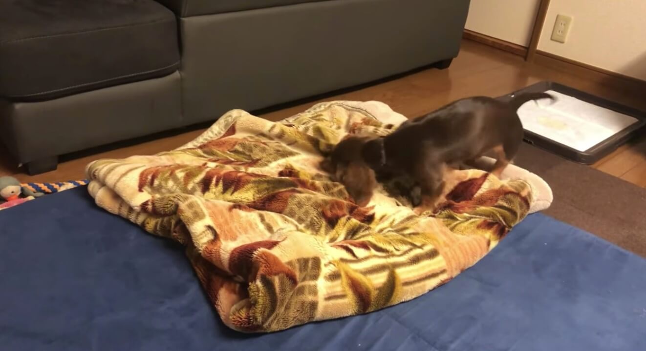 ダックスフンド,動画