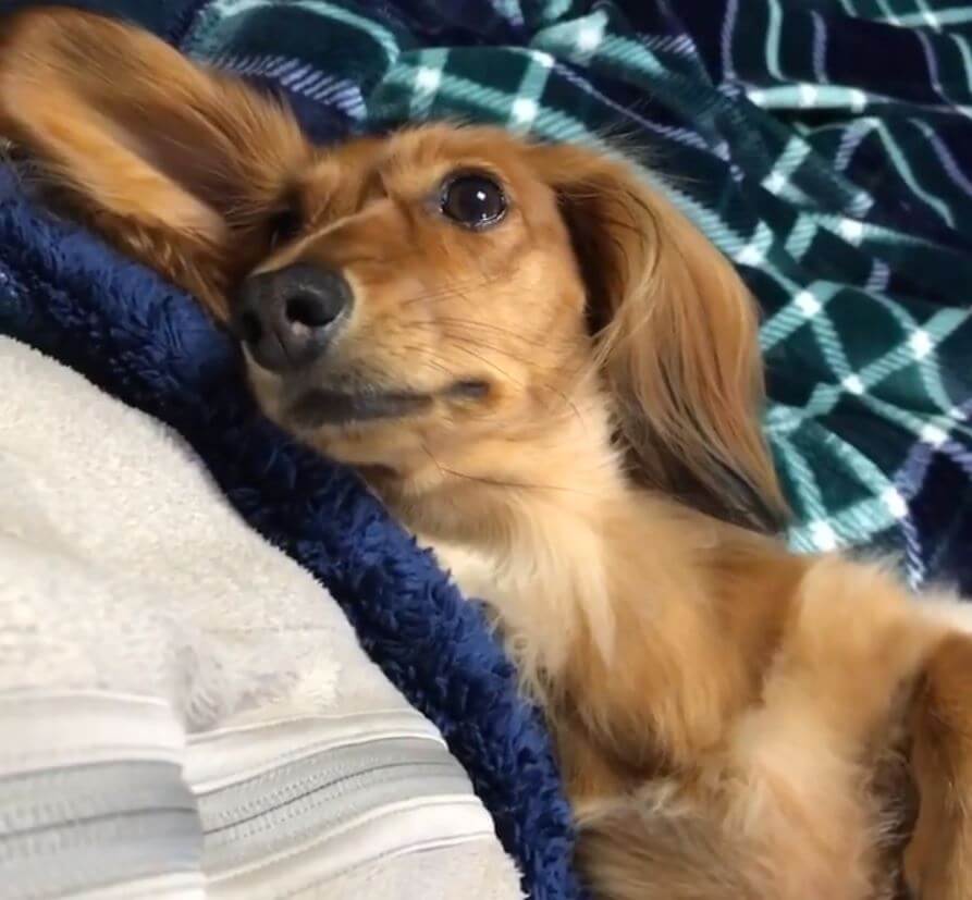 ダックスフンド,動画