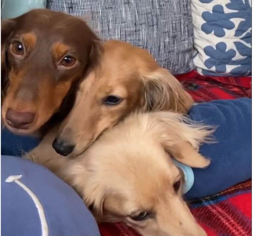 ダックスフンド,動画