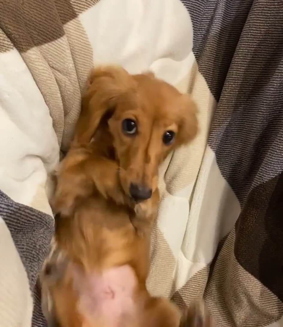 ダックスフンド,動画