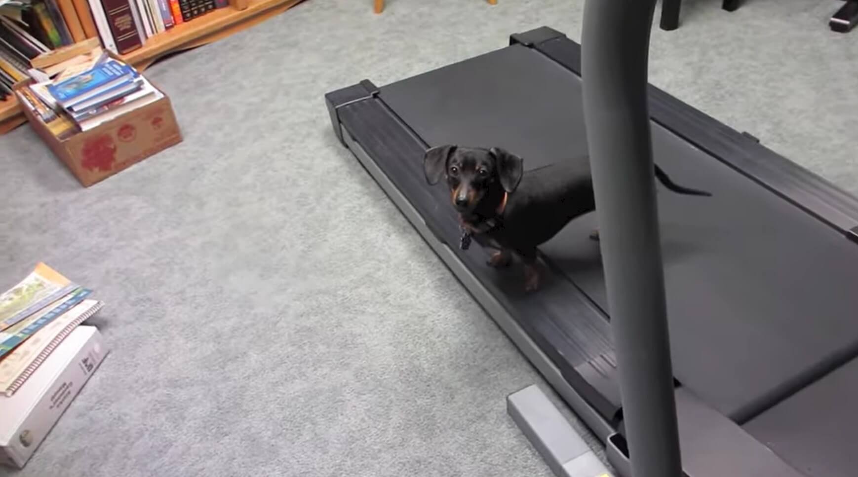 ダックスフンド,動画