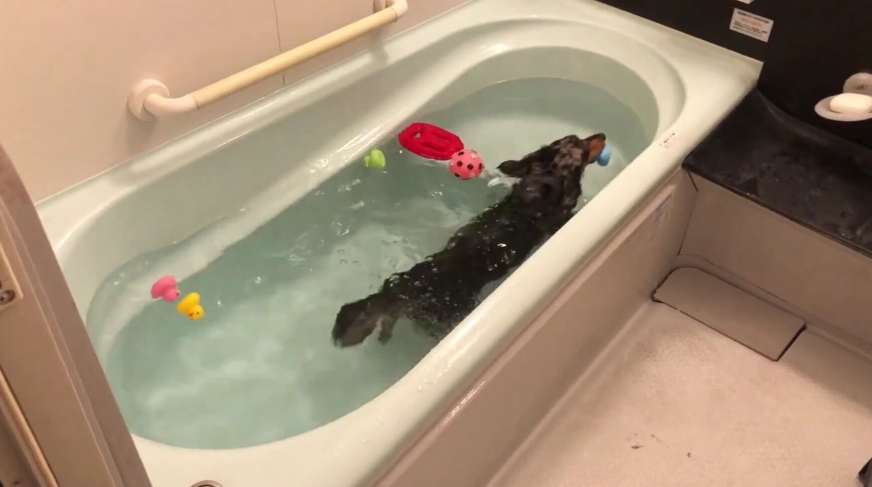 ダックスフンド,動画