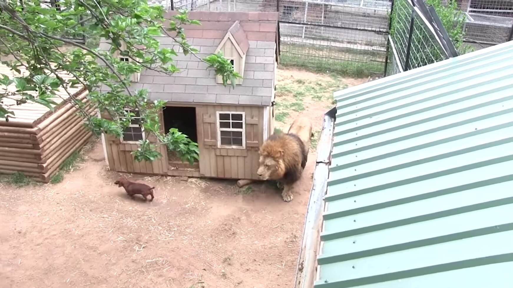 ダックスフンド,動画