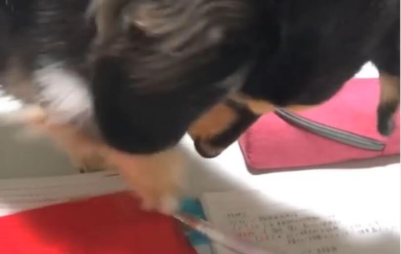 ダックスフンド,動画