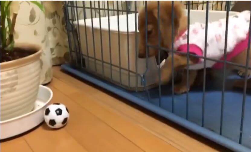 ダックスフンド,動画