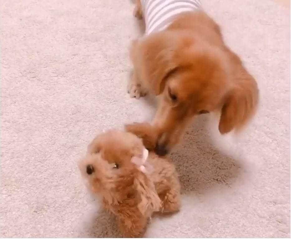 ダックスフンド,動画