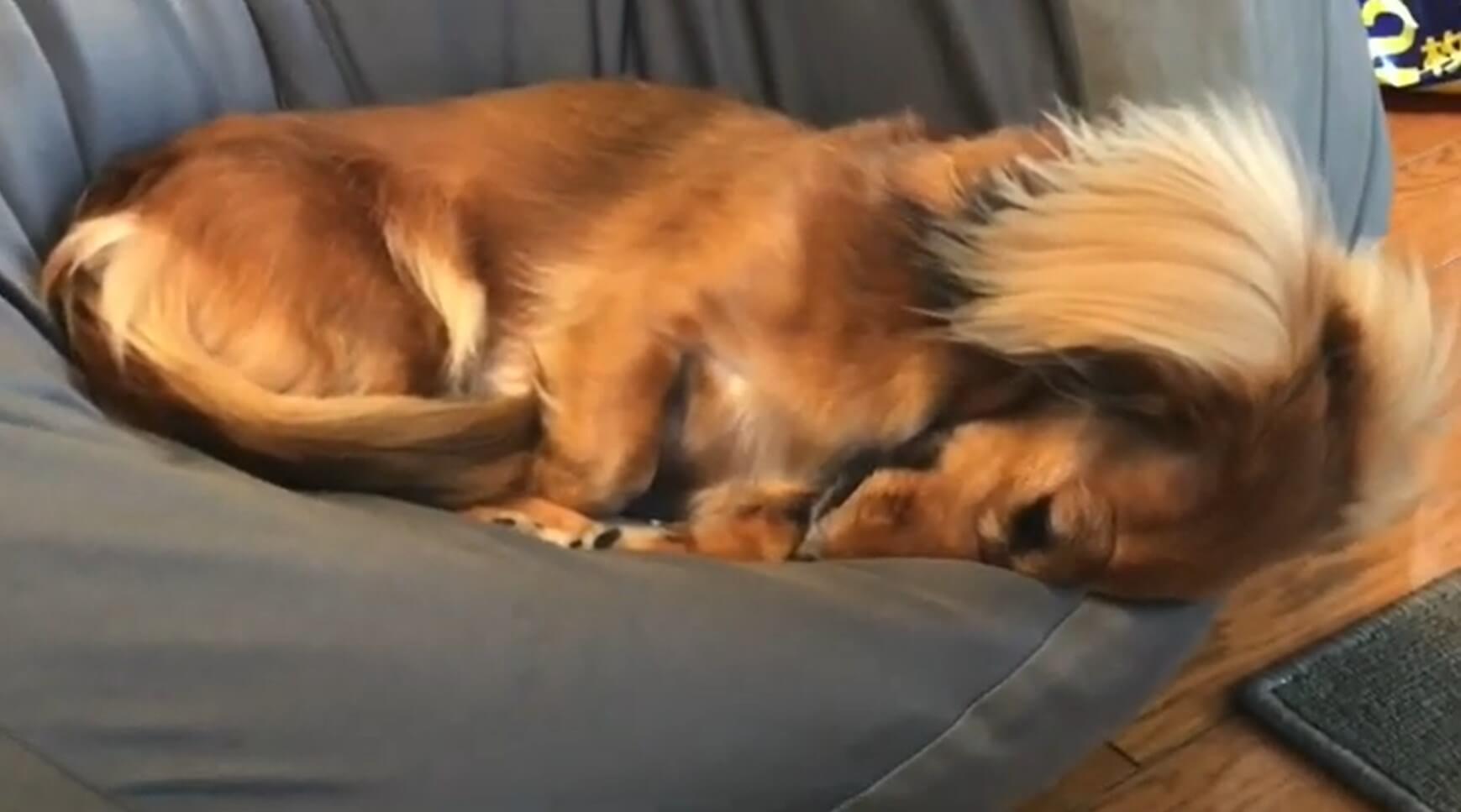 ダックスフンド,動画