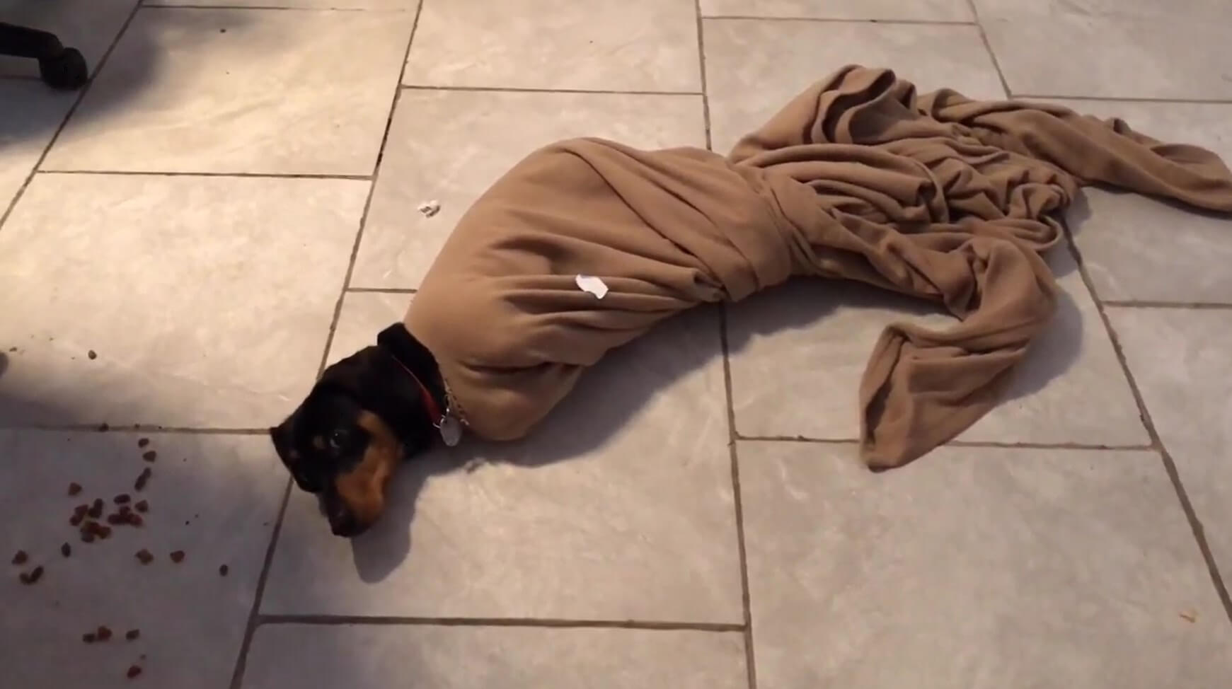 ダックスフンド,動画