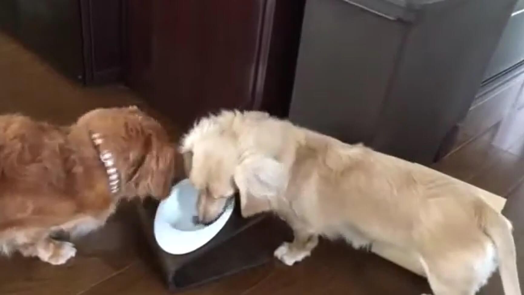 ダックスフンド,動画