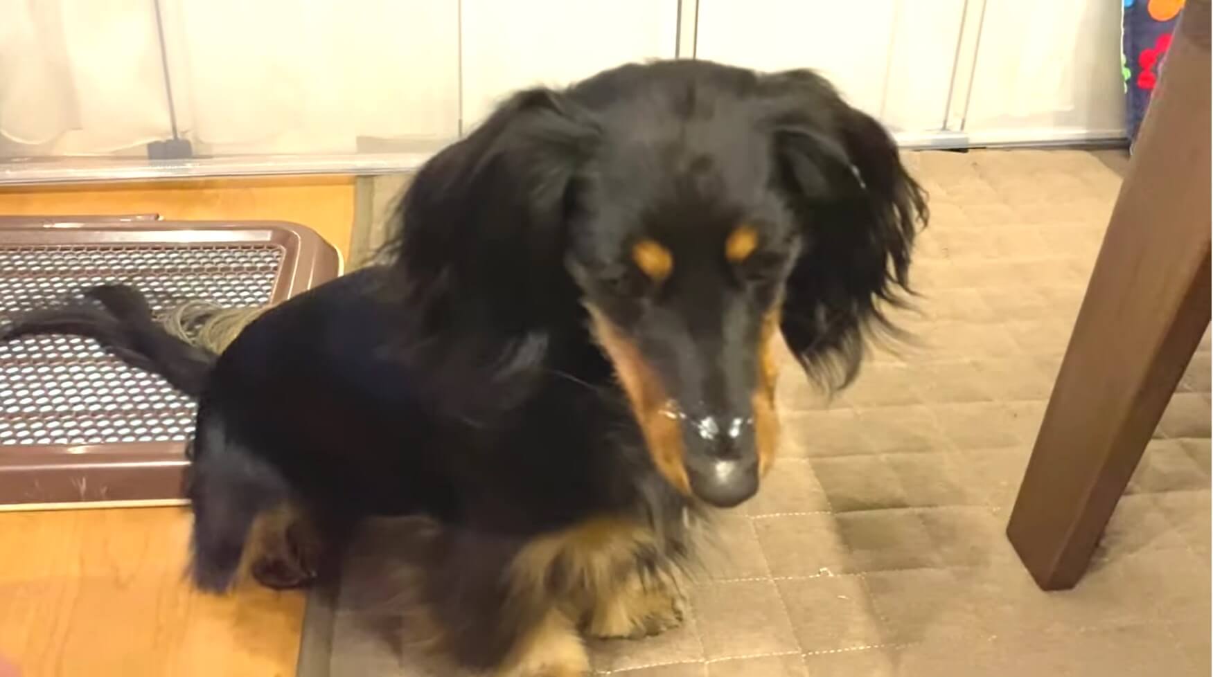 ダックスフンド,動画