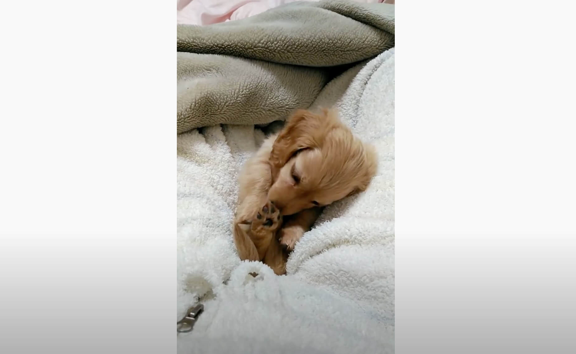 ダックスフンド,動画