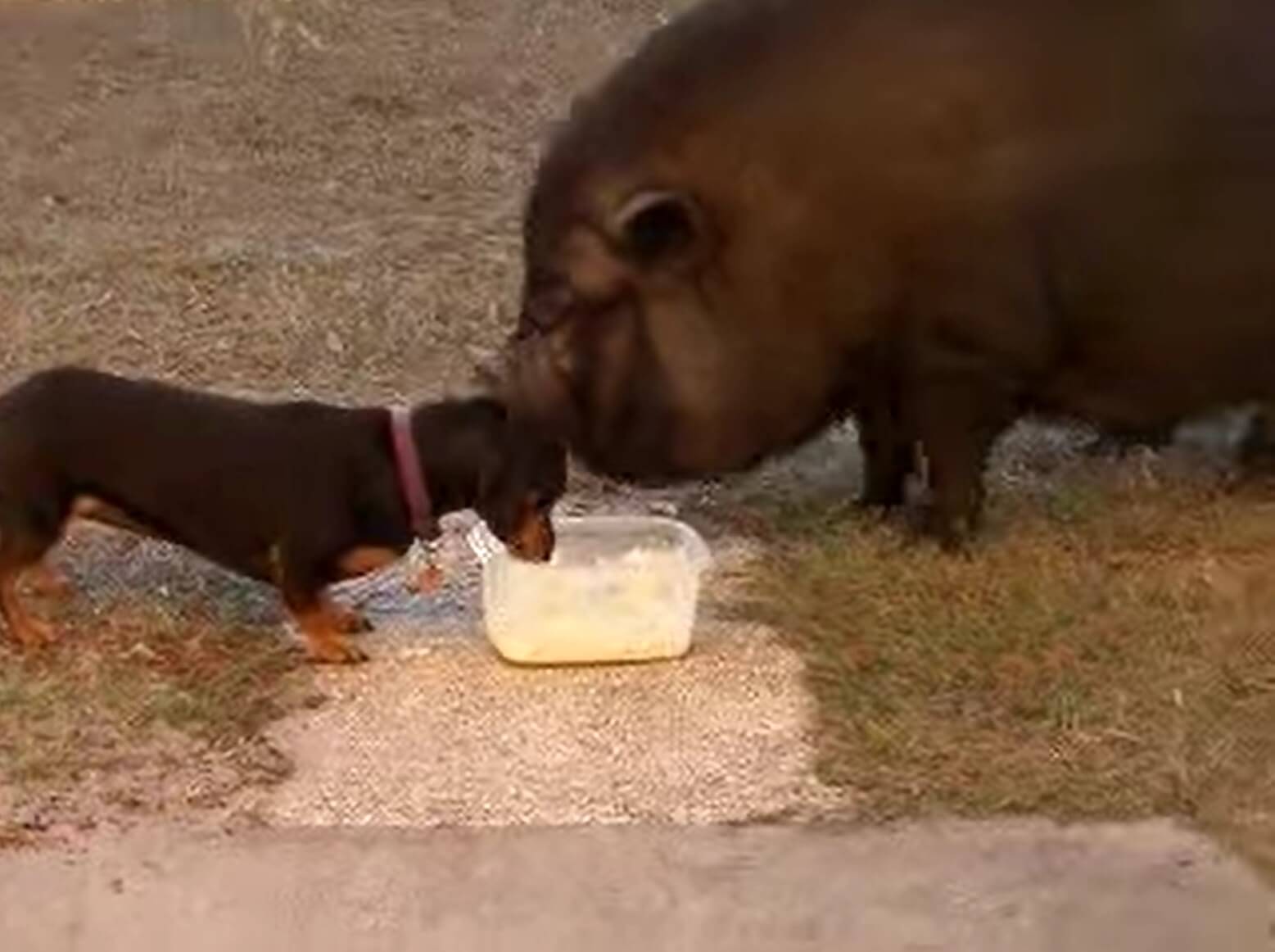 ダックスフンド,動画