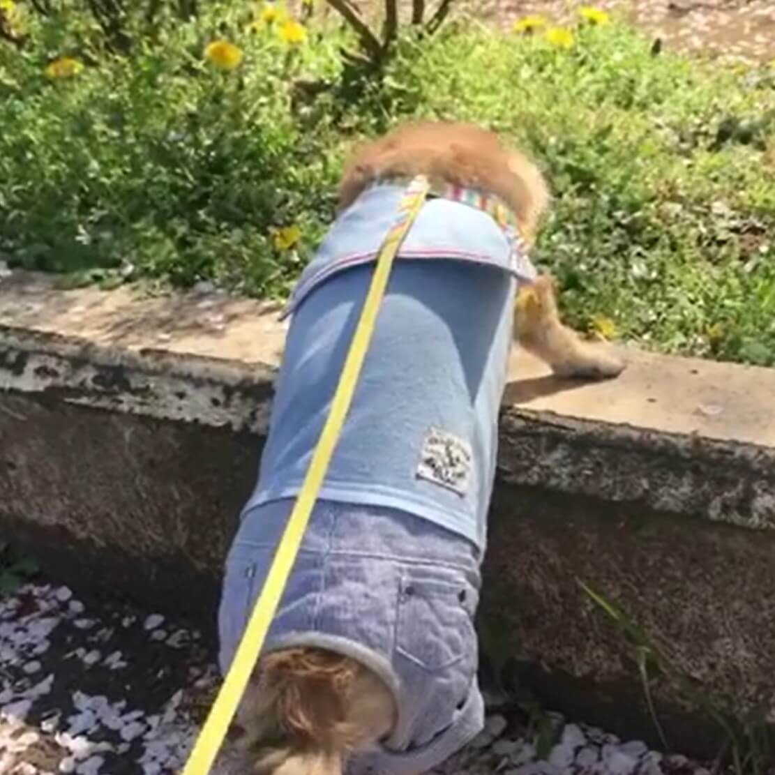 ダックスフンド,動画