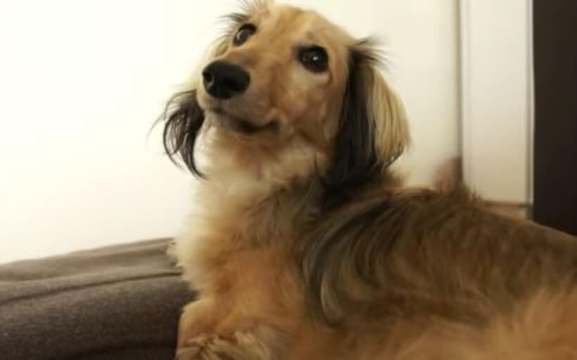 ダックスフンド,動画