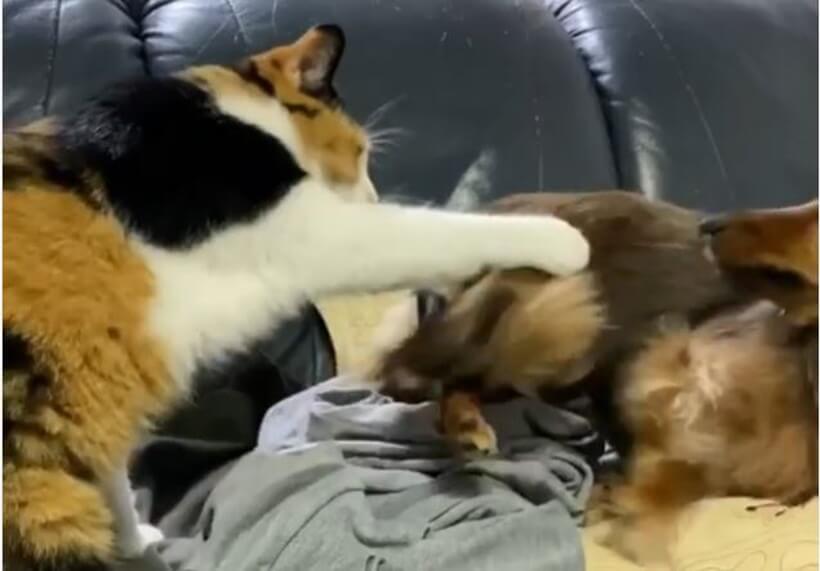 ダックスフンド,動画