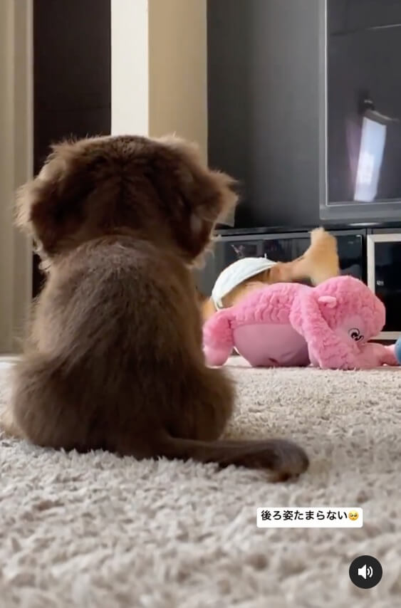 ダックスフンド,動画