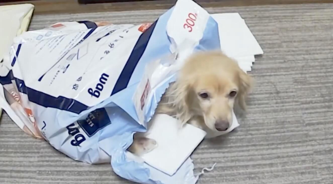 ダックスフンド,動画