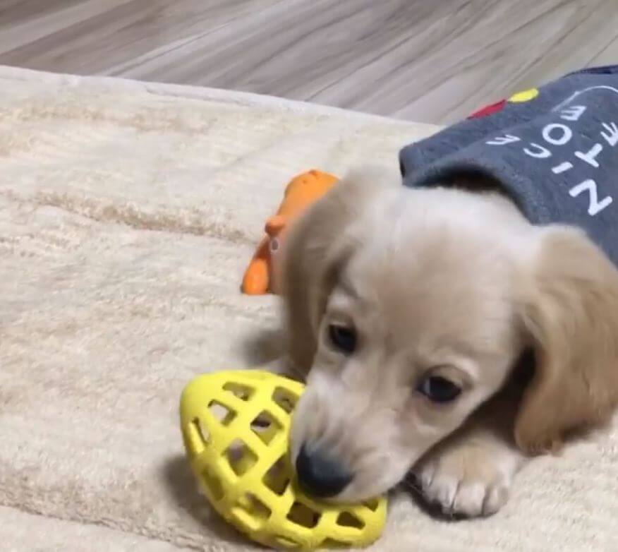 ダックスフンド,動画