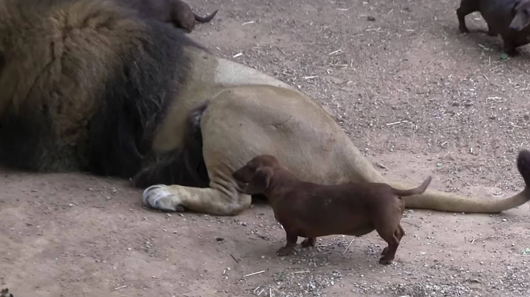 ダックスフンド,動画