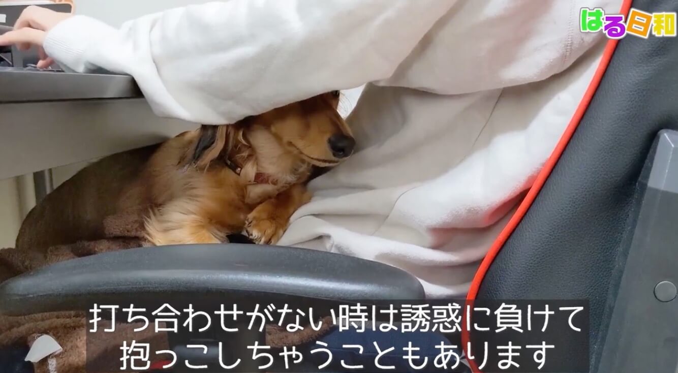 ダックスフンド,動画