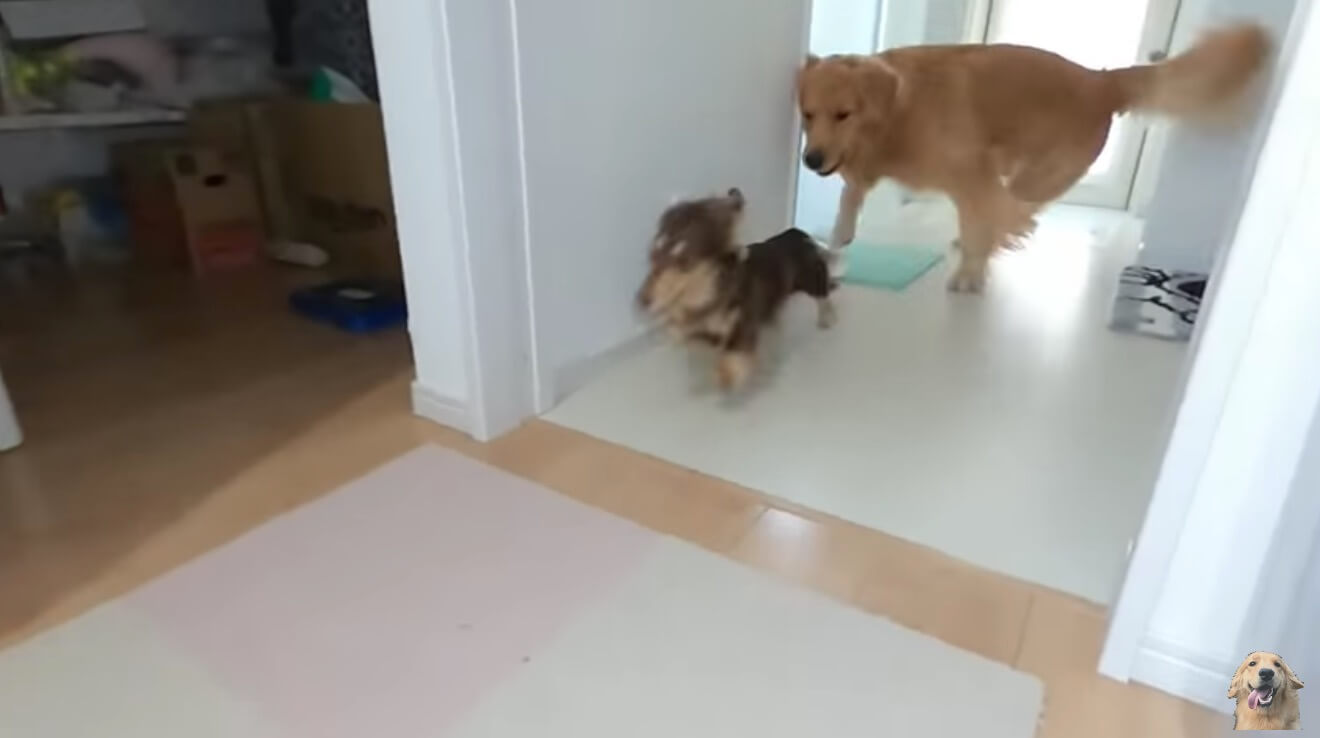 ダックスフンド,動画