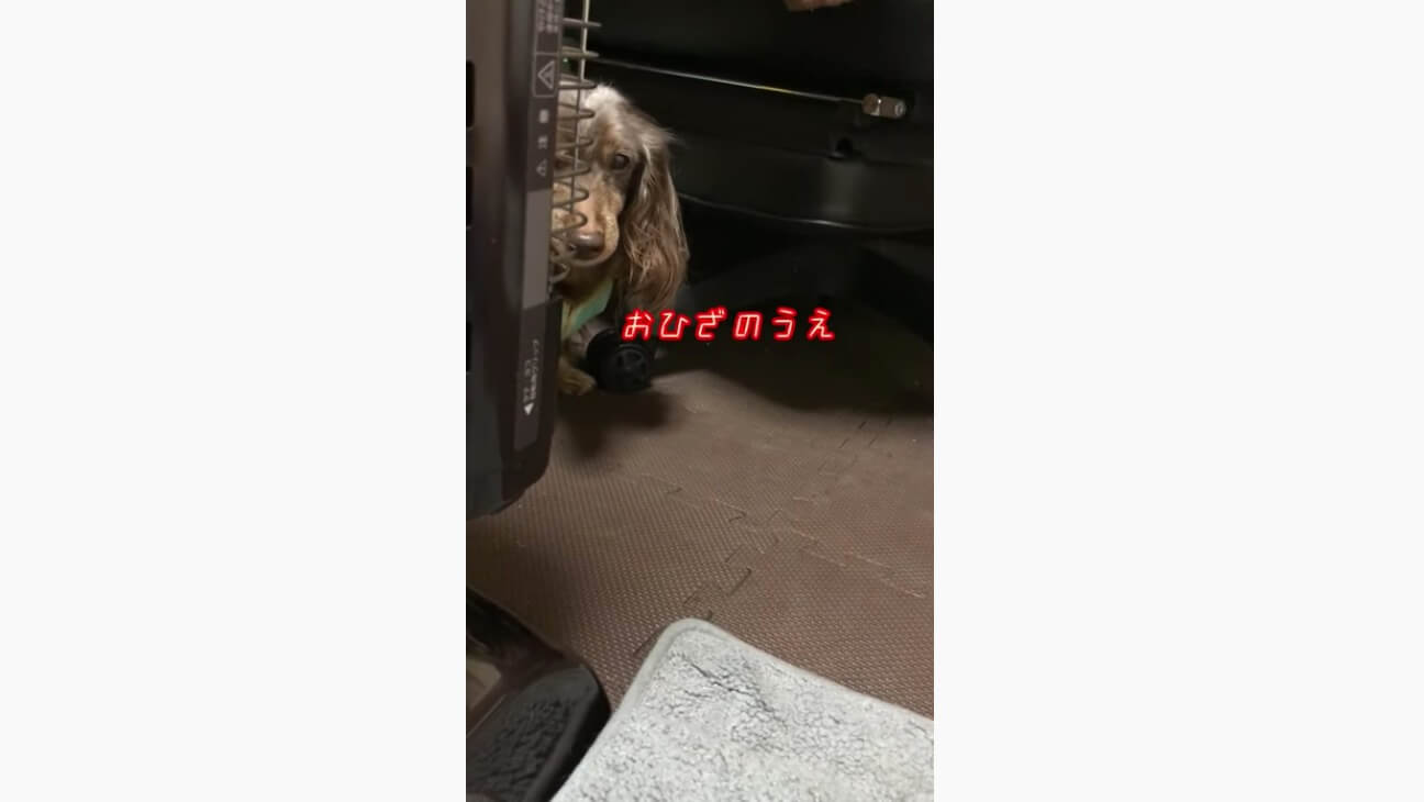 ダックスフンド,動画