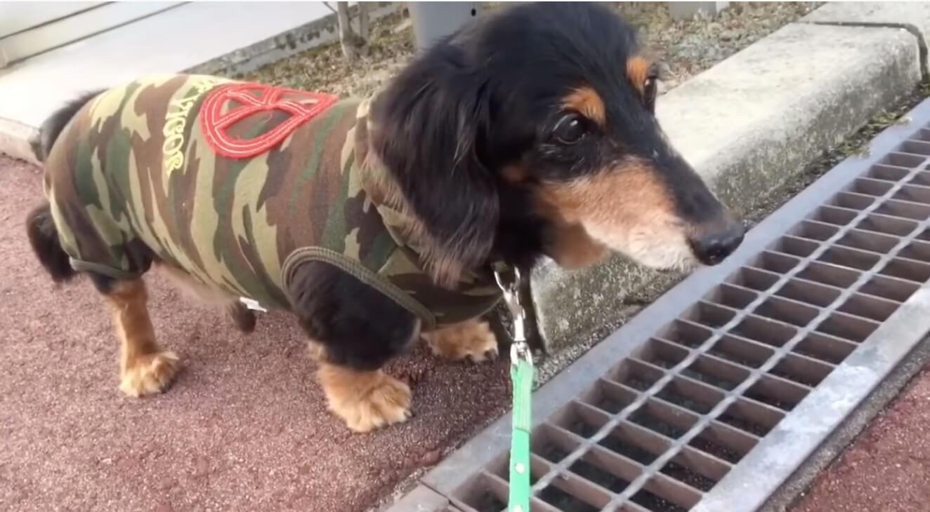 ダックスフンド,動画