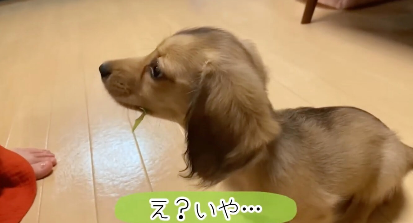 ダックスフンド,動画