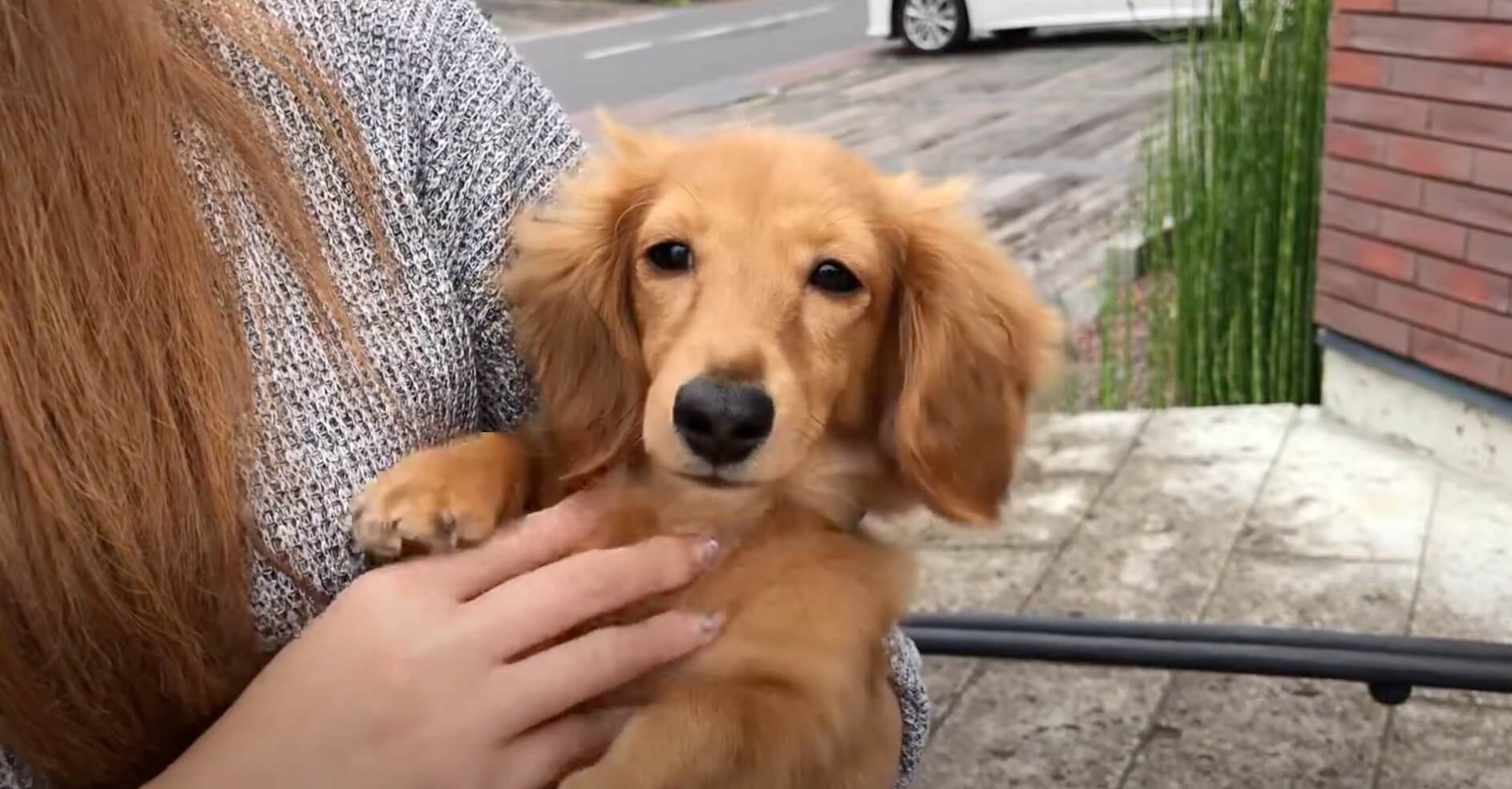 ダックスフンド,動画