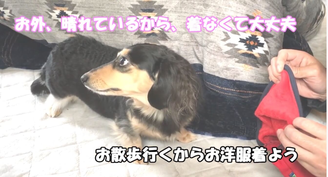 ダックスフンド,動画