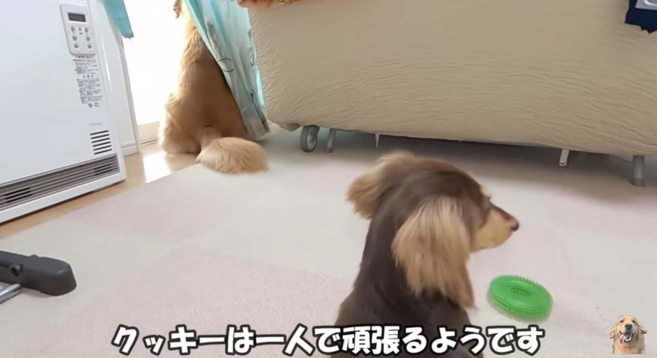 ダックスフンド,動画