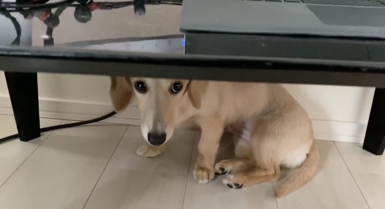 ダックスフンド,動画