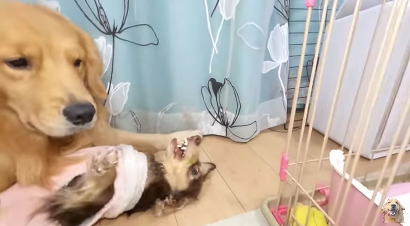 ダックスフンド,動画