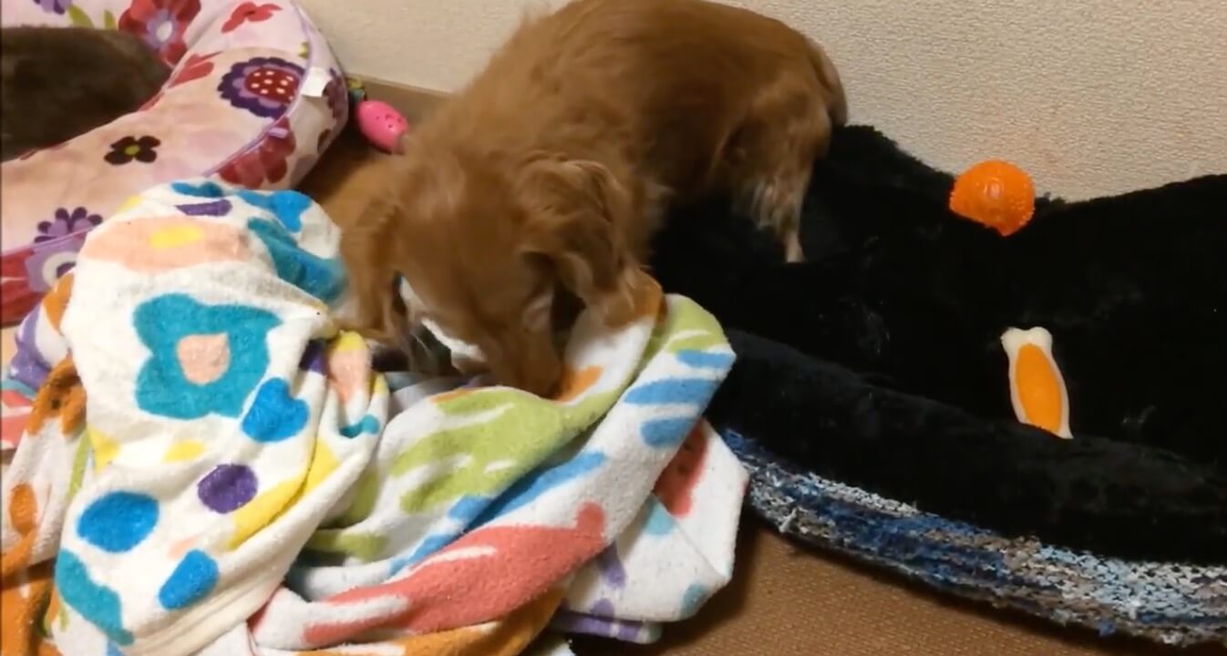 ダックスフンド,動画