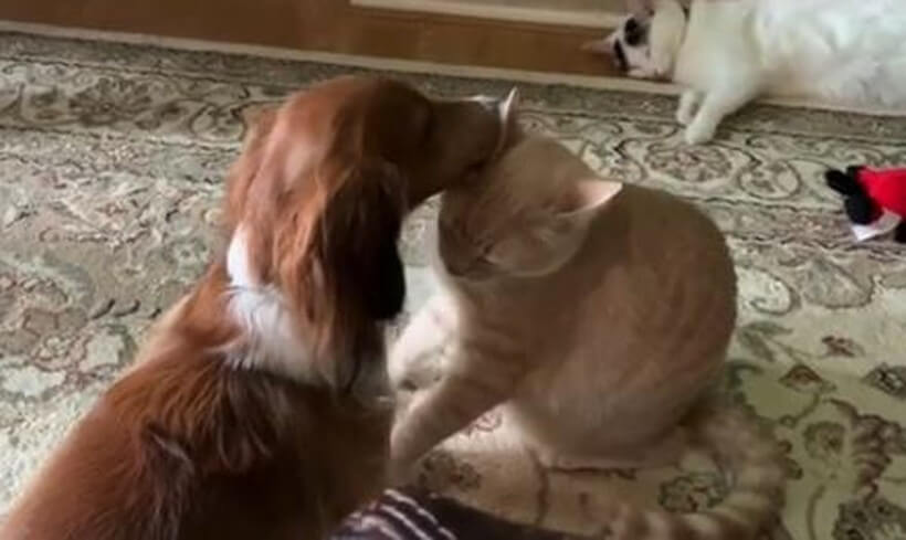 ダックスフンド,動画