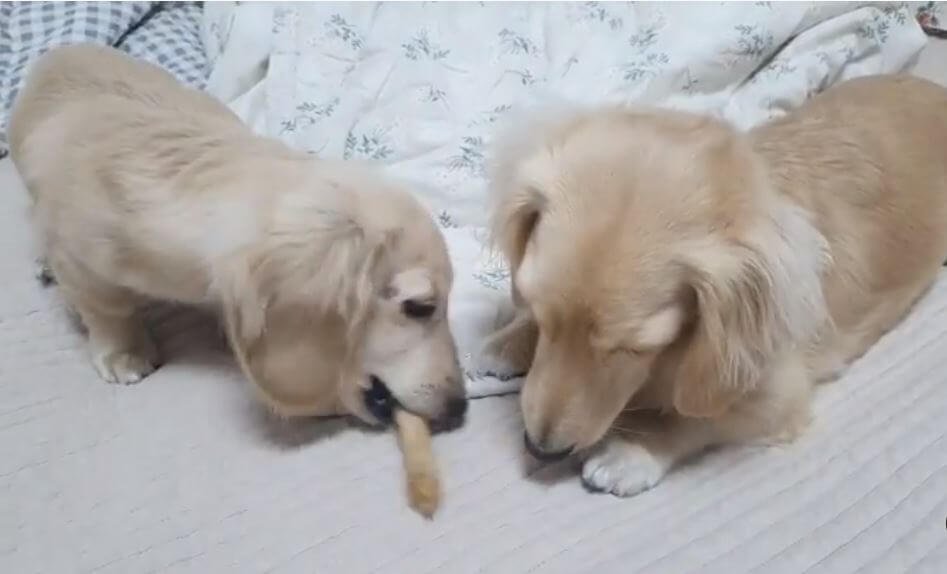 ダックスフンド,動画